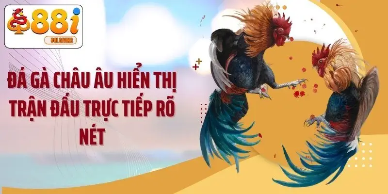 Đá gà châu Âu hiển thị trận đấu trực tiếp rõ nét