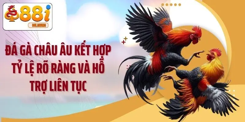 Đá gà châu Âu kết hợp tỷ lệ rõ ràng và hỗ trợ liên tục