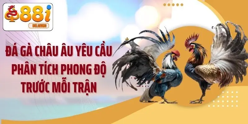 Đá gà châu Âu yêu cầu phân tích phong độ trước mỗi trận