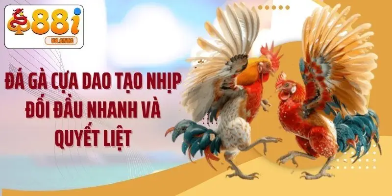 Đá gà cựa dao tạo nhịp đối đầu nhanh và quyết liệt