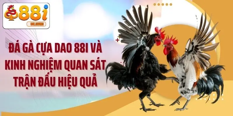 Đá Gà Cựa Dao 88i Và Kinh Nghiệm Quan Sát Trận Đấu Hiệu Quả
