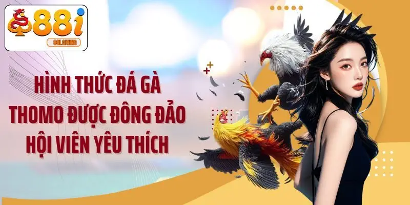 Hình thức đá gà Thomo được đông đảo hội viên yêu thích
