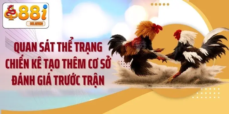 Quan sát thể trạng chiến kê tạo thêm cơ sở đánh giá trước trận